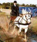 welsh-pony.de Sadiqui