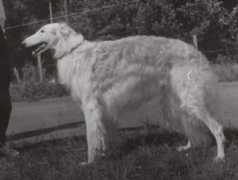 borzoi.lv Sadmir