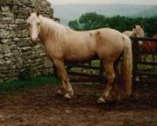 Saffon