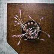 shinarts.com Saflan