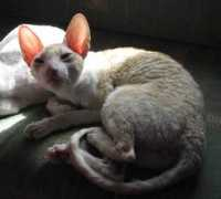 piupaws.net Safron