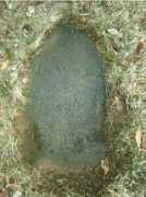 Sagaser