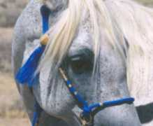 babsonarabians.com Saghira