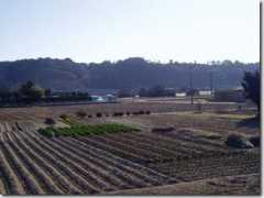 Sagisaka