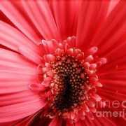 fineartamerica.com Sagner