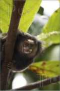Sagui