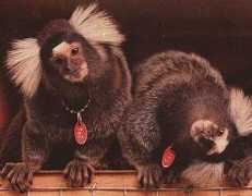 Sagui