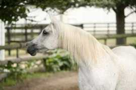 gerzannestud.com Saharon