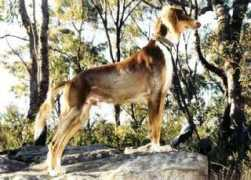 dogzonline.com.au Sahhar