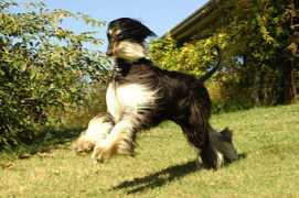 granpamir.it Sahira