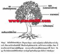 ounamilit.com Sahree