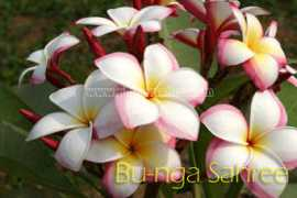 plumeriathai.com Sahree