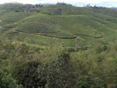Sahya