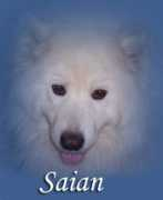 Saian