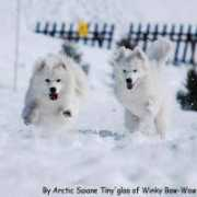 ami-samoyede.com Saiane