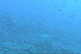 diving.lets-sports.net Saiguru