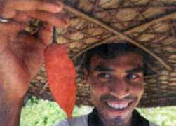 Saikia