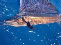 fishwrecked.com Sailfish