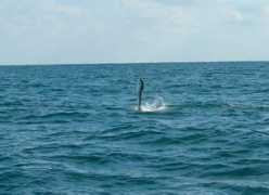 keywestcharterboat.com Sailfish