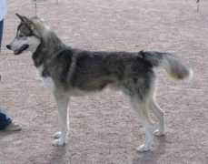 siperianhusky.fi Sainen
