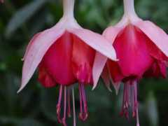 dimetris.com.ua Saintenoy