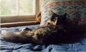 firecat.net Sairah