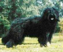 dogtimes.com.br Saires