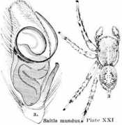salticidae.org Saitis