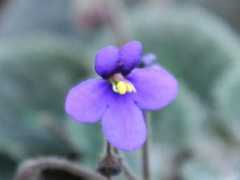 botanic.jp Saivel