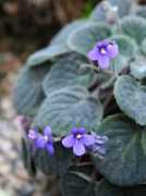 botanic.jp Saivel