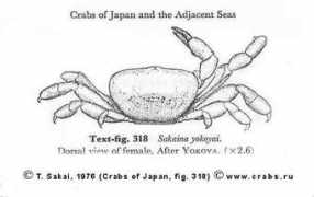 russian.crabs.ru Sakaina
