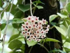 botanic.jp Sakran