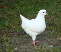 Saladra