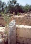 tobaccoseed.co.uk Salamena