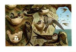 classicnatureprints.com Salange