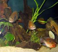 tsamisaquarium.gr Salcon