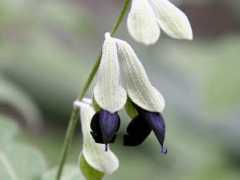 botanic.jp Saldis