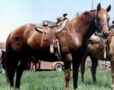 Saleb