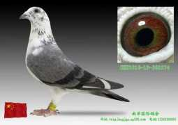 chinaxinge.com Saled