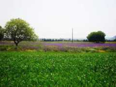 panoramio.com Salentina
