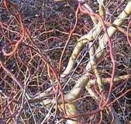 Salix