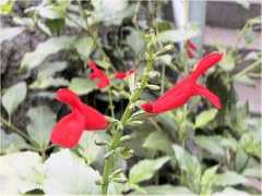 botanic.jp Salmin