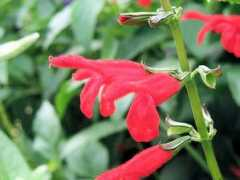 botanic.jp Salmin