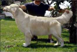 goldenretrieverthevenet.com Salmita
