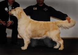 goldenretrieverthevenet.com Salmita