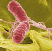 topnews.in Salmonella