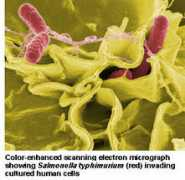 blog.seniorennet.be Salmonella
