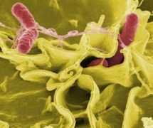 bioblog.it Salmonella