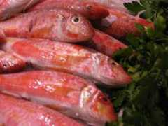 keywordpicture.com Salmonete