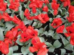 garden-en.com Salomons
